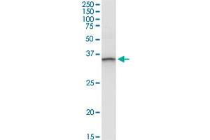 ANXA3 MaxPab rabbit polyclonal antibody. (Annexin A3 antibody  (AA 1-323))