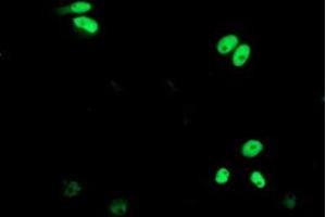 Anti-ERCC4 mouse monoclonal antibody (ABIN2454859) immunofluorescent staining of COS7 cells transiently transfected by pCMV6-ENTRY ERCC4 (RC223300). (ERCC4 antibody)