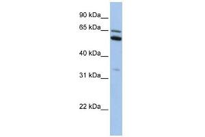 C2ORF42 antibody used at 1 ug/ml to detect target protein. (C2orf42 antibody  (N-Term))
