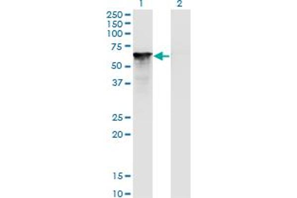 Splicing Factor 1 antibody  (AA 1-110)