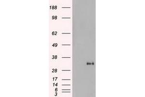 Image no. 2 for anti-Noggin (NOG) (AA 28-232) antibody (ABIN1491316) (NOG antibody  (AA 28-232))
