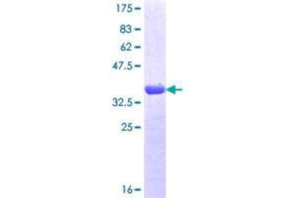 HCN4 Protein (AA 1105-1203) (GST tag)