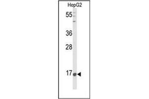 Western blot analysis of Nociceptin  Antibody  in HepG2 cell line lysates (35ug/lane).