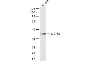 Mouse spleen lysates probed with WDR68 Polyclonal Antibody, Unconjugated  at 1:300 dilution and 4˚C overnight incubation.