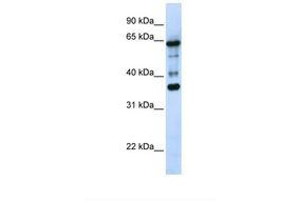 ZNF630 antibody  (AA 218-267)