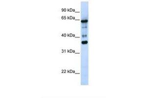 ZNF630 antibody  (AA 218-267)