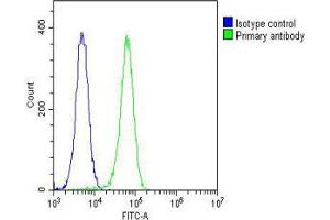 Overlay histogram showing K562 cells stained with Antibody (green line). (SMPD1 antibody  (C-Term))