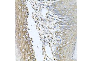 Immunohistochemistry of paraffin-embedded mouse skin using CALU antibody (ABIN6129533, ABIN6137878, ABIN6137880 and ABIN6222201) at dilution of 1:100 (40x lens). (CALU antibody  (AA 20-315))