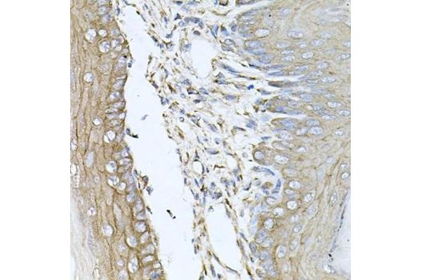 CALU antibody  (AA 20-315)