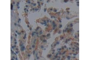 Figure. (Elastin antibody  (AA 392-645))