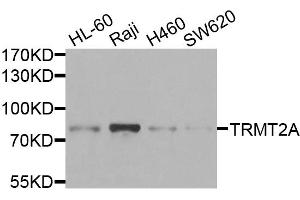 Western blot analysis of extracts of various cell lines, using TRMT2A antibody. (TRMT2A antibody)