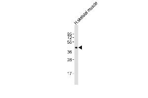 Anti-CDX4 Antibody (Center)at 1:2000 dilution + human skeletal muscle lysates Lysates/proteins at 20 μg per lane. (CDX4 antibody  (AA 181-214))