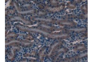 Detection of DEFb2 in Mouse Kidney Tissue using Polyclonal Antibody to Defensin Beta 2 (DEFb2)