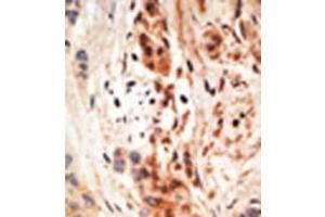 Image no. 2 for anti-Apolipoprotein B mRNA Editing Enzyme, Catalytic Polypeptide-Like 3A (APOBEC3A) (N-Term) antibody (ABIN356863) (APOBEC3A antibody  (N-Term))