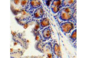 IHC-P analysis of Intestine tissue, with DAB staining. (CCL13 antibody  (AA 24-98))