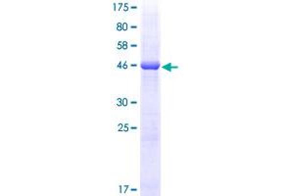 HLA-DQB2 Protein (AA 1-231) (GST tag)