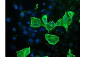 Anti-RASSF1 mouse monoclonal antibody (ABIN2454274) immunofluorescent staining of COS7 cells transiently transfected by pCMV6-ENTRY RASSF1 (RC213525). (RASSF1 antibody)