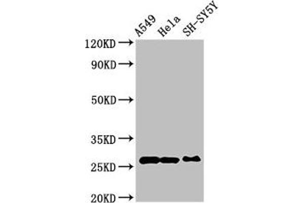 Peroxiredoxin 6 抗体  (AA 87-224)
