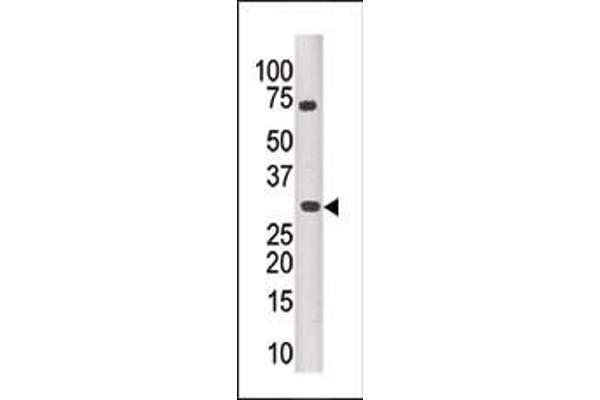 PIM3 antibody  (C-Term)
