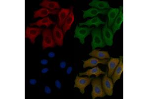 ABIN6259006 and ABIN6276187 staining Hela cells by IF/ICC.