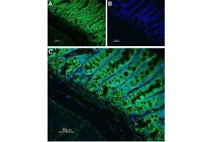 Expression of Neurokinin 1 receptor in rat colon - Immunohistochemical staining of rat colon paraffin-embedded section using Anti-Neurokinin 1 Receptor (NK1R) (extracellular) Antibody (ABIN7043803, ABIN7045318 and ABIN7045319), (1:100) followed by goat anti-rabbit-AlexaFluor-488 secondary antibody. (TACR1 antibody  (2nd Extracellular Loop))