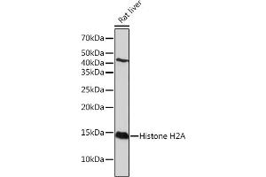 Western blot analysis of extracts of Rat liver, using Histone H2A Rabbit mAb (ABIN7267703) at 1:1000 dilution. (HIST1H2AE antibody)