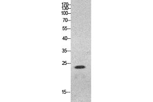 Western Blot analysis of HeLa cells using HMG-1 Polyclonal Antibody. (HMGB1 antibody  (N-Term))