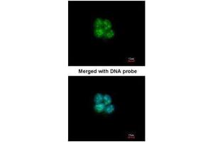 ICC/IF Image Immunofluorescence analysis of paraformaldehyde-fixed A431, using SHARP2, antibody at 1:200 dilution. (BHLHE40 antibody  (N-Term))