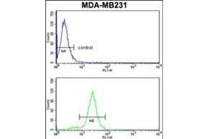 SERPINA3 Antibody (C-term) (ABIN1882130 and ABIN2841450) flow cytometry analysis of MDA-M cells (bottom histogram) compared to a negative control cell (top histogram). (SERPINA3 antibody  (C-Term))