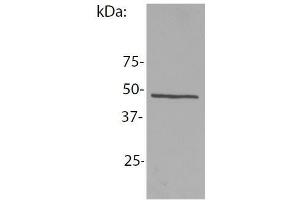 Western blotting analysis of NCK1 in whole cell lysate of mouse lymph node lymphocytes using the antibody EM-06 .