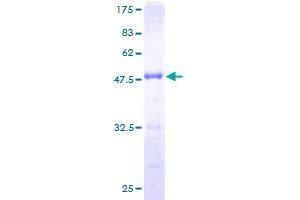 FMNL2 Protein (AA 1-178) (GST tag)