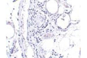 Immunohistochemistry of FABP7 in human breast tissue with FABP7 antibody at 5 μg/ml.