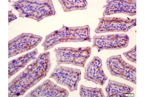 Formalin-fixed and paraffin embedded mouse intestine labeled with Anti-SLAMF7/CD319/CS1 Polyclonal Antibody, Unconjugated (ABIN741825) at 1:200 followed by conjugation to the secondary antibody and DAB staining (SLAMF7 antibody  (AA 51-160))