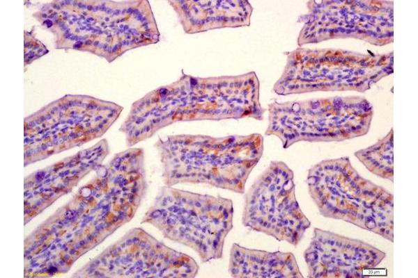 SLAMF7 antibody  (AA 51-160)