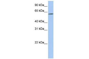 SLC22A14 antibody used at 1 ug/ml to detect target protein. (SLC22A14 antibody  (N-Term))