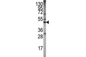 Western blot analysis of LKB1 antibody and Ramos lysate.