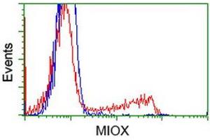 HEK293T cells transfected with either RC210070 overexpress plasmid (Red) or empty vector control plasmid (Blue) were immunostained by anti-MIOX antibody (ABIN2453309), and then analyzed by flow cytometry. (MIOX antibody)