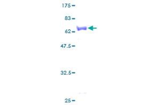 GALK1 Protein (AA 1-392) (GST tag)