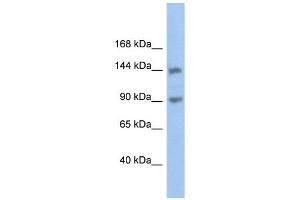 CNTNAP3 antibody used at 1 ug/ml to detect target protein.