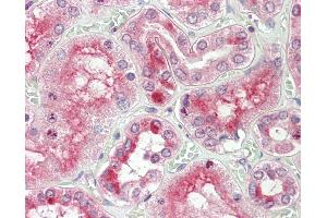 Anti-RGS22 antibody IHC staining of human kidney. (RGS22 antibody  (N-Term))