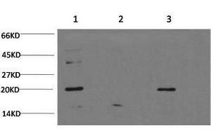 Western Blot analysis of 1) Hela, 2) C2C12, 3) PC-12 cells using Bax Monoclonal Antibody at dilution of 1:1000. (BAX antibody)