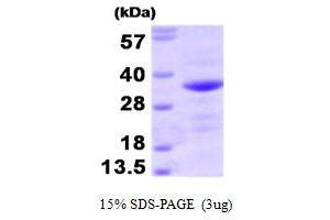 SDS-PAGE (SDS) image for BCL2-Associated Athanogene (BAG1) (AA 1-230) protein (ABIN666963) (BAG1 Protein (AA 1-230))