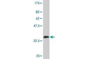 Western Blotting (WB) image for anti-RNA Binding Motif Protein 9 (RBM9) (AA 1-100) antibody (ABIN525239)