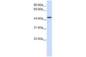 WB Suggested Anti-NIPA2 Antibody Titration:  0. (NIPA2 antibody  (Middle Region))