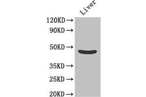 Western Blot Positive WB detected in: Mouse liver tissue All lanes: OLFML1 antibody at 2 μg/mL Secondary Goat polyclonal to rabbit IgG at 1/50000 dilution Predicted band size: 46 kDa Observed band size: 46 kDa (OLFML1 antibody  (AA 201-402))