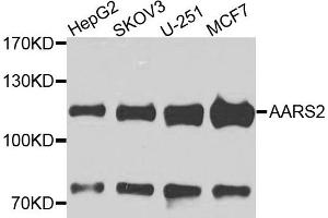 Western blot analysis of extracts of various cells, using AARS2 antibody. (AARS2 antibody)