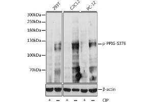 Western blot analysis of extracts of various cell lines, using Phospho-PPIG-S376 antibody (ABIN7269214) at 1:1000 dilution. (PPIG antibody  (pSer376))