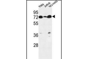 LR4 Antibody (C-term) (ABIN651164 and ABIN2840106) western blot analysis in Hela,Jurkat,NCI- cell line lysates (35 μg/lane). (LPPR4 antibody  (C-Term))