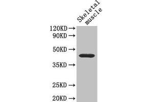 Western Blot Positive WB detected in: Mouse skeletal muscle tissue All lanes: Cd46 antibody at 4 μg/mL Secondary Goat polyclonal to rabbit IgG at 1/50000 dilution Predicted band size: 41, 34 kDa Observed band size: 41 kDa (CD46 antibody  (AA 45-329))