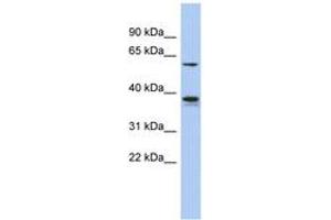 Image no. 1 for anti-Golgi-Associated PDZ and Coiled-Coil Motif Containing (GOPC) (AA 251-300) antibody (ABIN6744011) (GOPC antibody  (AA 251-300))